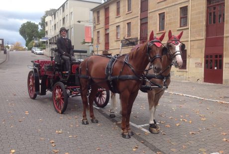 Our Horses Errol & Soxy on Salamanca Place