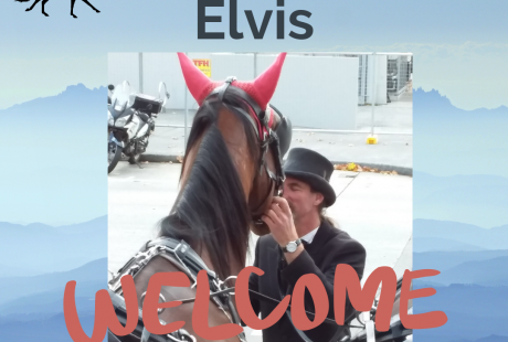 Elvis, our new horse